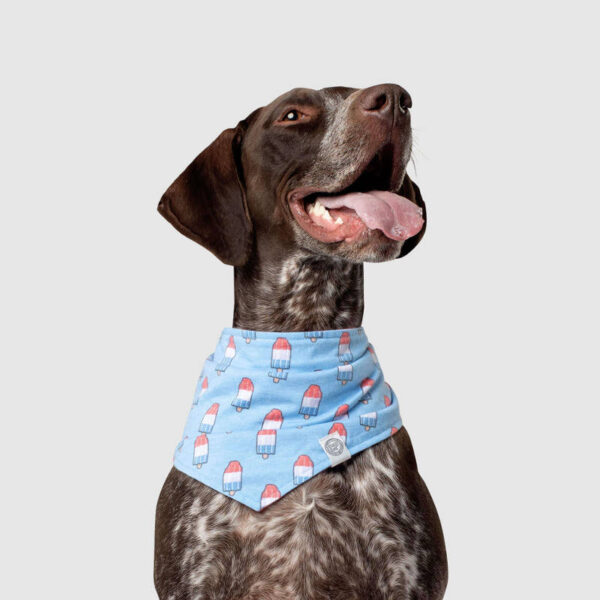 Pooch Wear