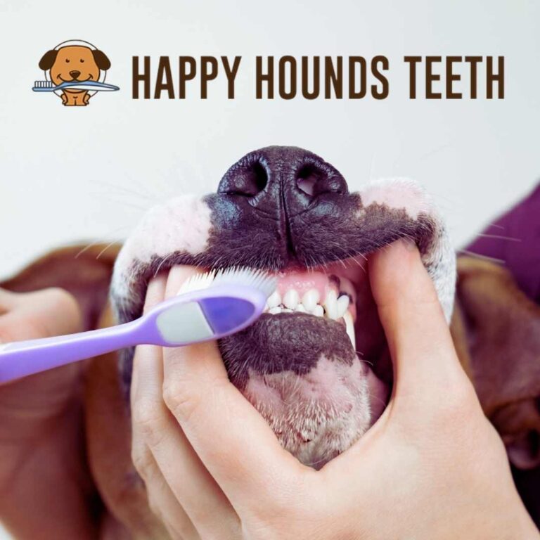 Teeth Cleaning Deposit (SOUTH WINDSOR STORE) - Image 1