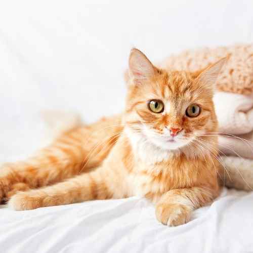 Kitty Korner