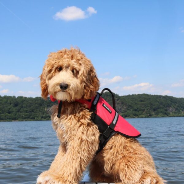 Life Jackets / Adventure Packs
