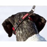 Checkmate™ Collar - EzyDog - Image 4