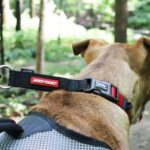 Checkmate™ Collar - EzyDog - Image 5