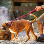 Zero Shock™ Leash - EzyDog - Image 3