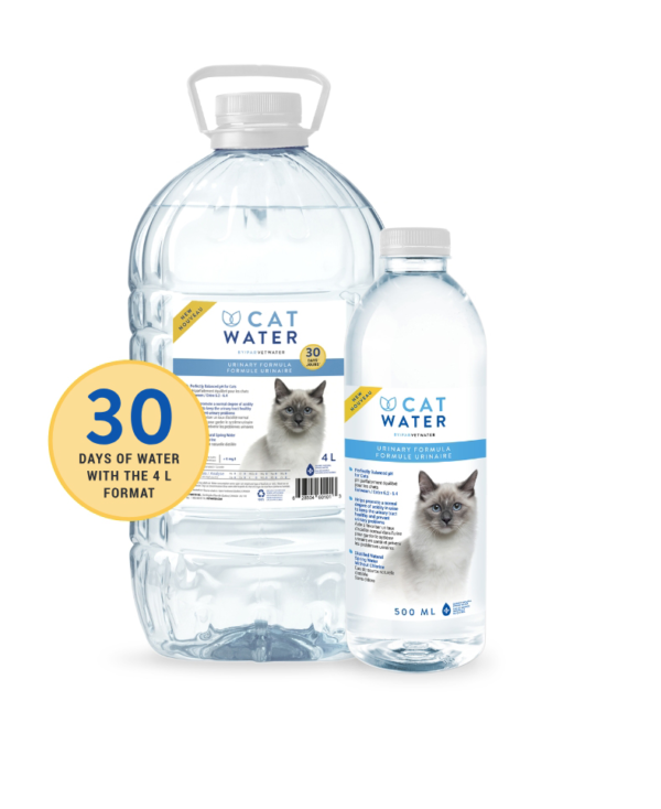 cat water