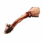 K9 Choice - Kangaroo Leg Bone